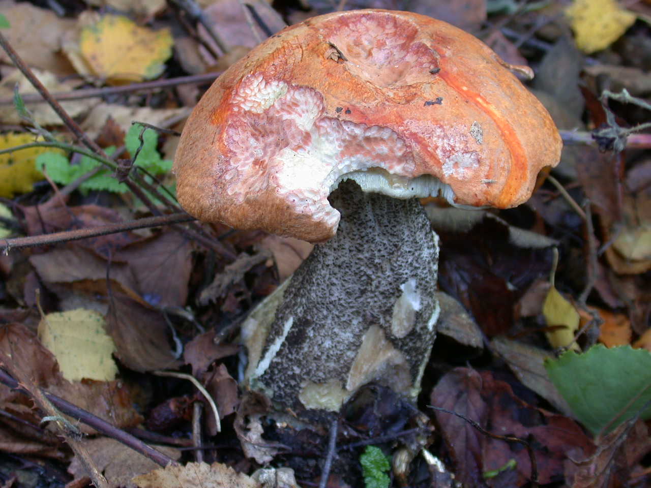 Leccinum versipelle